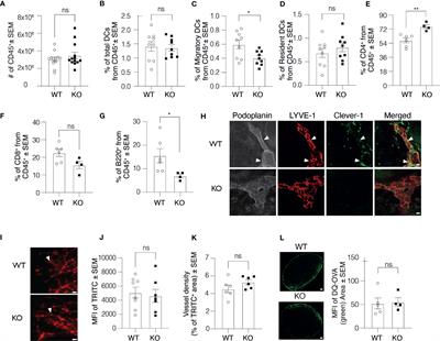 Lymphatic Endothelial Cell Activation and Dendritic Cell Transmigration Is Modified by Genetic Deletion of Clever-1